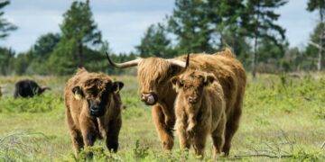 Eesti Põllumajandus-Kaubanduskoda pakub võimalust taotleda ametlikult tunnustatud kutseid looma- ja taimekasvatajatele, aga ka põllumajandustehnika spetsialistidele ning veterinaaridele. Foto: ETKÜ