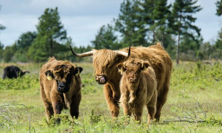 Eesti Põllumajandus-Kaubanduskoda pakub võimalust taotleda ametlikult tunnustatud kutseid looma- ja taimekasvatajatele, aga ka põllumajandustehnika spetsialistidele ning veterinaaridele. Foto: ETKÜ