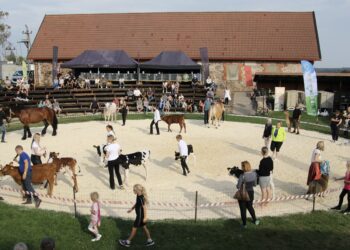 Tõuloomade näitus andis kinnitust, et meie tõuloomakasvatus on maailmatasemel ja oleme arvestatavad partnerid rahvusvahelistel turgudel. Foto: Alo Tänavots
