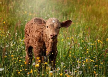 Veiste aretuskonverents 2024. Foto: Pixabay