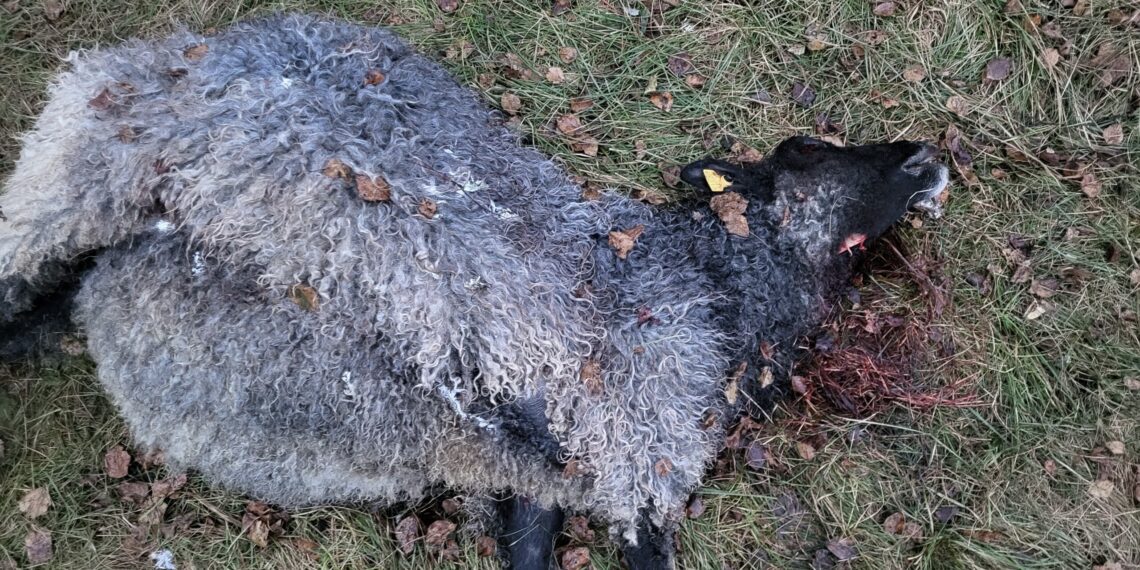 Põllumajanduskoja pöördumine peaministrile seoses hundijahi peatamisega. Foto: EPKK