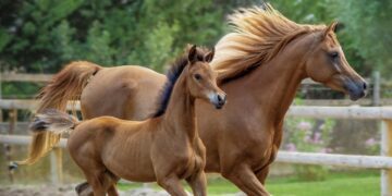 Konverents Veterinaarmeditsiin 2024 toimub 7.–8. novembril Tartus. Foto: Pixabay