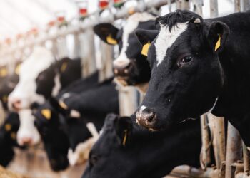 Mükotoksiinid. Alltech Eesti. Foto: Shutterstock