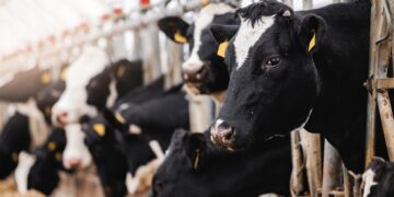 Mükotoksiinid. Alltech Eesti. Foto: Shutterstock