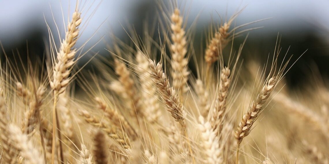 Statistikaameti andmetel suurenes teraviljatoodang 2024. aastal võrreldes varasema aastaga 9%. Foto: Pixabay