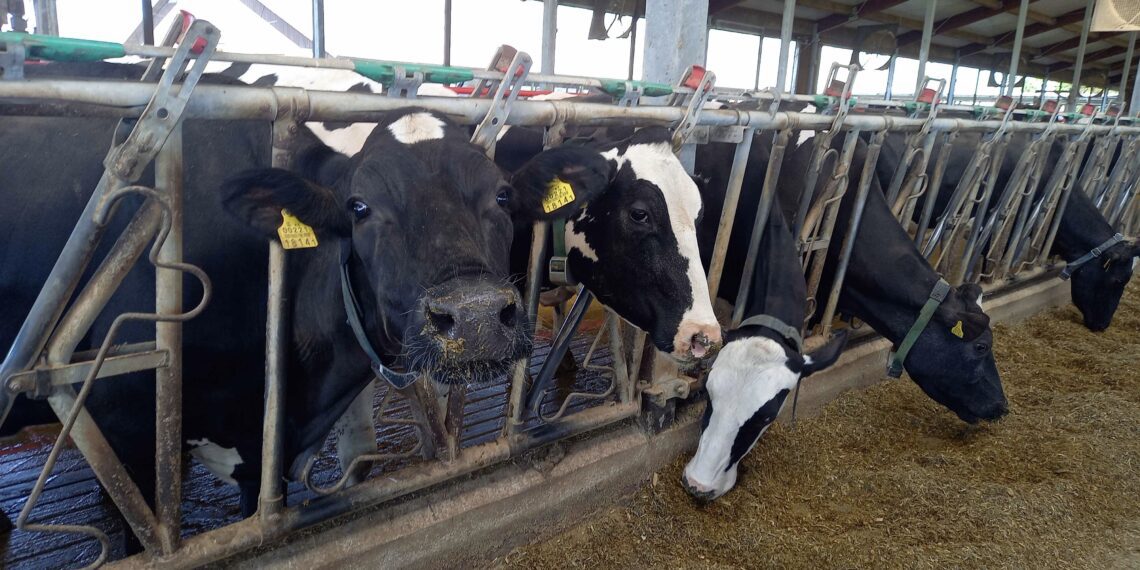 Kaiu LT OÜ kõrge väljalüpsiga lehmad. Foto: Juuli Nemvalts