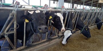 Kaiu LT OÜ kõrge väljalüpsiga lehmad. Foto: Juuli Nemvalts