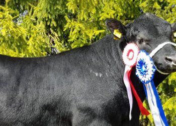 Aberdiin-anguse tõugu pull Money Monster. Foto: ETKÜ