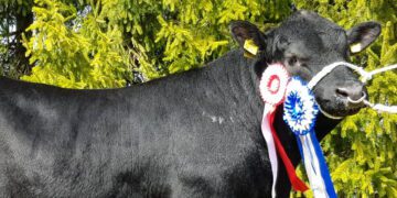 Aberdiin-anguse tõugu pull Money Monster. Foto: ETKÜ