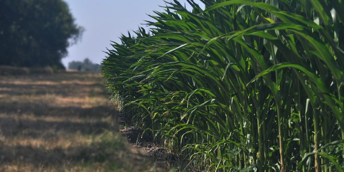 Projekti „Sustainable silage“ raames tehtud minikatsed vastavad põllumeeste igapäevastele küsimustele. Foto: Pixabay