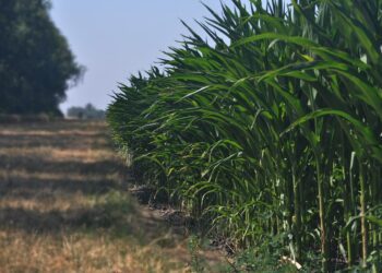 Projekti „Sustainable silage“ raames tehtud minikatsed vastavad põllumeeste igapäevastele küsimustele. Foto: Pixabay