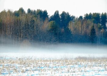 PRIA kinnitas 2024. aasta otsetoetuste ühikumäärad, toetused makstakse välja hiljemalt 2024. aasta jõuludeks. Foto: Pixabay