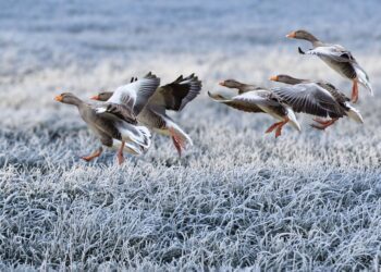 EPKK ja ETKL kutsuvad üles ka 2025. aastal linnukahjudest teada andma kasutades selleks JAHIS keskkonda. Foto: Pixabay