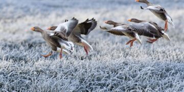 EPKK ja ETKL kutsuvad üles ka 2025. aastal linnukahjudest teada andma kasutades selleks JAHIS keskkonda. Foto: Pixabay