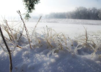 Jaanuari keskel toimunud paksu lumekihi kiire sulamine sulamine võib talvituvatele põllukultuuridele tekitada mitmeid probleeme. Jaanuarikuu lumi. Foto: Sam McCool, Pexels