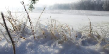 Jaanuari keskel toimunud paksu lumekihi kiire sulamine sulamine võib talvituvatele põllukultuuridele tekitada mitmeid probleeme. Jaanuarikuu lumi. Foto: Sam McCool, Pexels