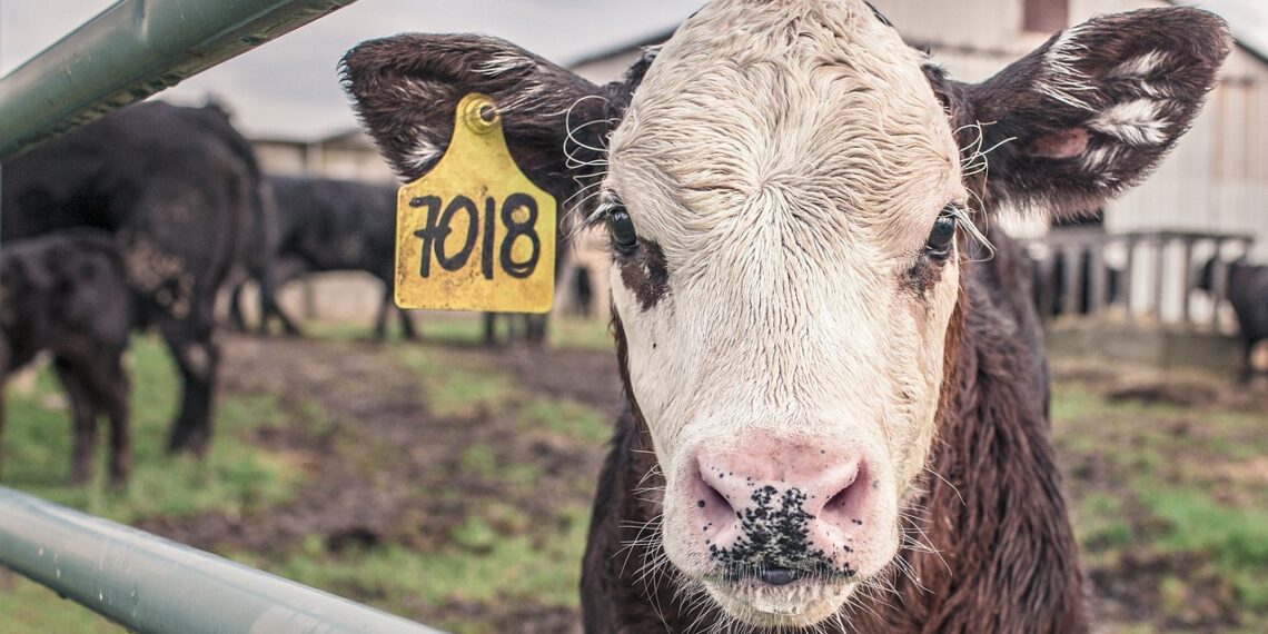 Suu ja sõrataud on eriti ohtlik loomataud, seda peetakse kõige suuremat majanduslikku kahju tekitavaks loomataudiks. Foto: Pixabay