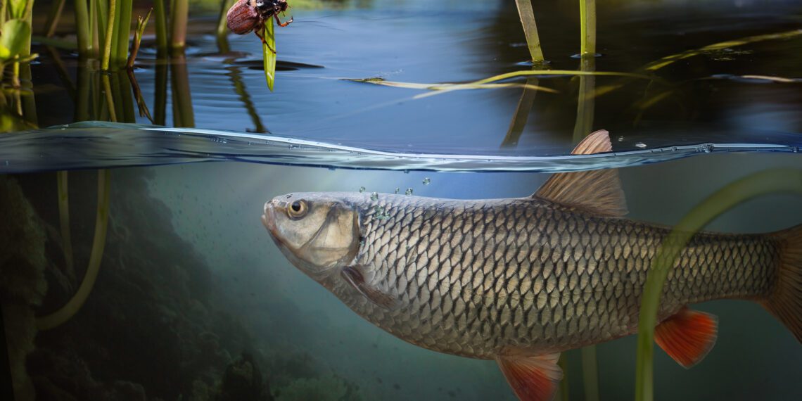 Riik toetab kalandusettevõtete sisenemist välisturgudele. Foto: Shutterstock