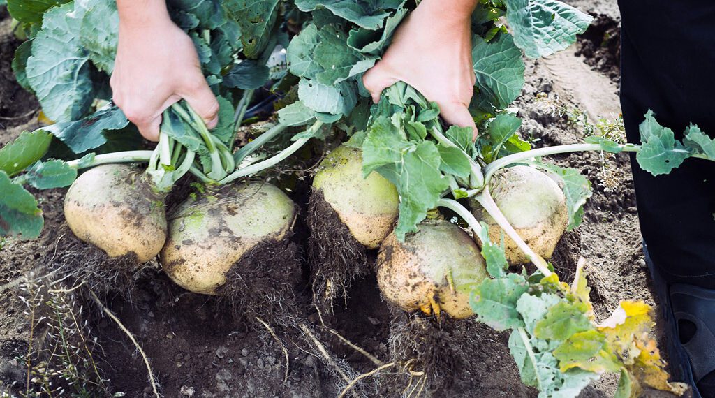 Erakorralise toetuse peamine sihtgrupp on aiandussektor. Foto: Katrin Press