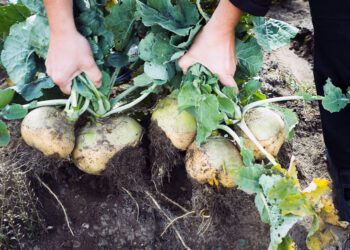 Erakorralise toetuse peamine sihtgrupp on aiandussektor. Foto: Katrin Press