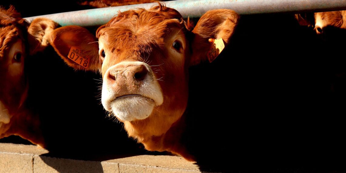 Eesti loomakasvatussektori kaitseks tuleb rakendada maksimaalseid ettevaatusmeetmeid. Foto: Pixabay