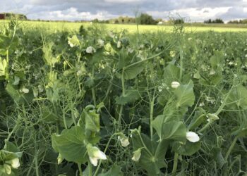 Kas taimekaitsevahendite turule lubamise nõuded on liiga ranged?
