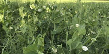 Kas taimekaitsevahendite turule lubamise nõuded on liiga ranged?