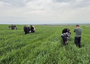 Projekti Eesti ekspert Stefan Gernert andis Gruusia põllumeestele ülesande hinnata etteantud punktide järgi mullastiku olukorda. Fotod: EPKK