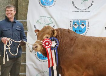 Eesti parim tõupull 2025 TK Lennart koos aretaja Andres Vaaniga (Topi Mõis OÜ). Foto: Liis Ira