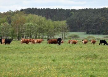 Bioturvameetmete rakendamine ja järgimine on ülioluline, inimeste ja veovahendite liikumise kaudu on viirus lihtsalt üle kantav farmist farmi. Foto: Shutterstock