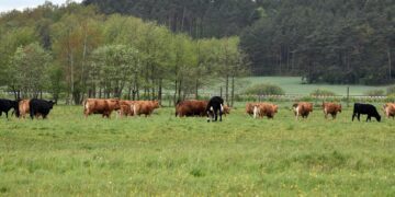 Bioturvameetmete rakendamine ja järgimine on ülioluline, inimeste ja veovahendite liikumise kaudu on viirus lihtsalt üle kantav farmist farmi. Foto: Shutterstock