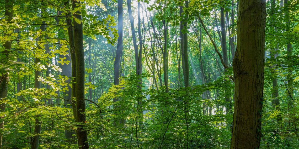 Kiirekasvulised metsapuude istandikud on maailmas olulised puidutoorme allikad. Foto: Pixabay