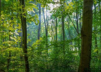 Kiirekasvulised metsapuude istandikud on maailmas olulised puidutoorme allikad. Foto: Pixabay