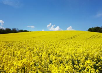 Rapsipõld. Foto: Pixabay