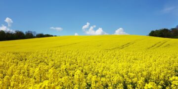 Rapsipõld. Foto: Pixabay