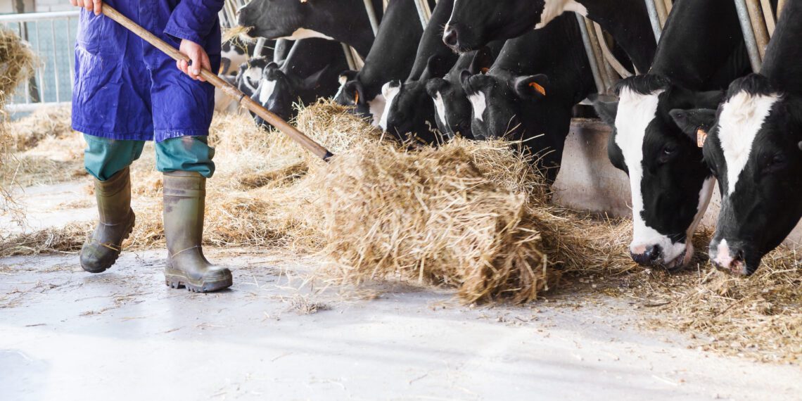 Aastal 2023 toimus põllumajanduses 110 loomade või muu elusloodusega seotud tööõnnetust, neist enamikul ehk 47 juhul oli tegemist veistega. Foto: Shutterstock