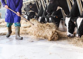 Aastal 2023 toimus põllumajanduses 110 loomade või muu elusloodusega seotud tööõnnetust, neist enamikul ehk 47 juhul oli tegemist veistega. Foto: Shutterstock