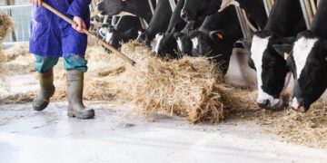 Aastal 2023 toimus põllumajanduses 110 loomade või muu elusloodusega seotud tööõnnetust, neist enamikul ehk 47 juhul oli tegemist veistega. Foto: Shutterstock