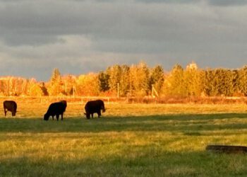 Loomataudidest ja nende tõrje olulisusest toidujulgeoleku tagamisel peavad lisaks loomakasvatajatele olema teadlikud ka need inimesed, kes ise loomi ei pea. Foto: Eve Rammo