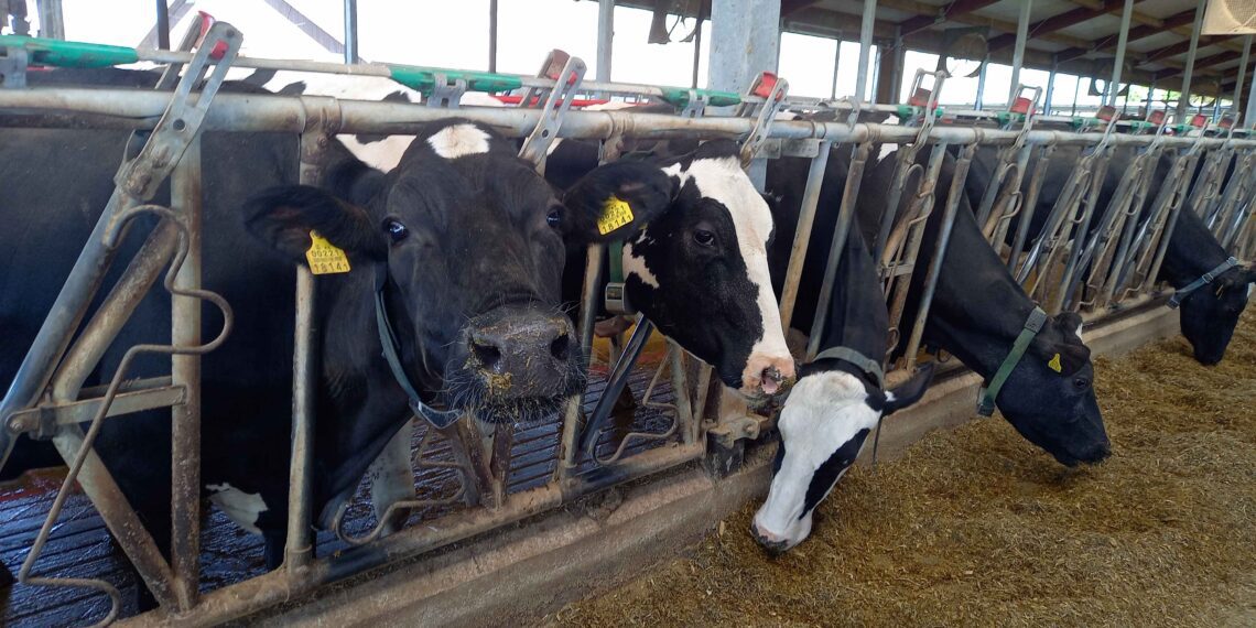 Umbes 90% Eesti piimatootjatest olid aastatel 2017–2022 majanduslikult elujõulised või majanduslikult toimetulevad. Muutuse tõi 2023. aasta, mil selliste ettevõtete arv kahanes 62%-ni. Foto: Juuli Nemvalts