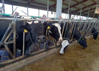 Umbes 90% Eesti piimatootjatest olid aastatel 2017–2022 majanduslikult elujõulised või majanduslikult toimetulevad. Muutuse tõi 2023. aasta, mil selliste ettevõtete arv kahanes 62%-ni. Foto: Juuli Nemvalts