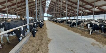 Võihappe määramine silos. Foto: Are Selge