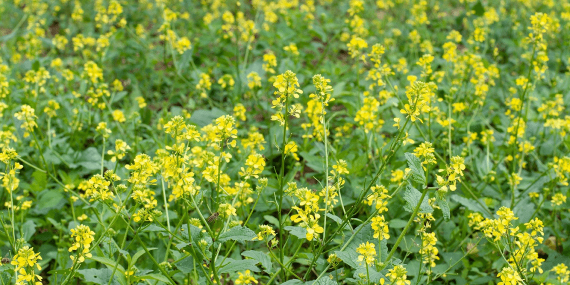 Valget sinepit tasub vahekultuurina külvata.