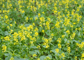 Valget sinepit tasub vahekultuurina külvata.