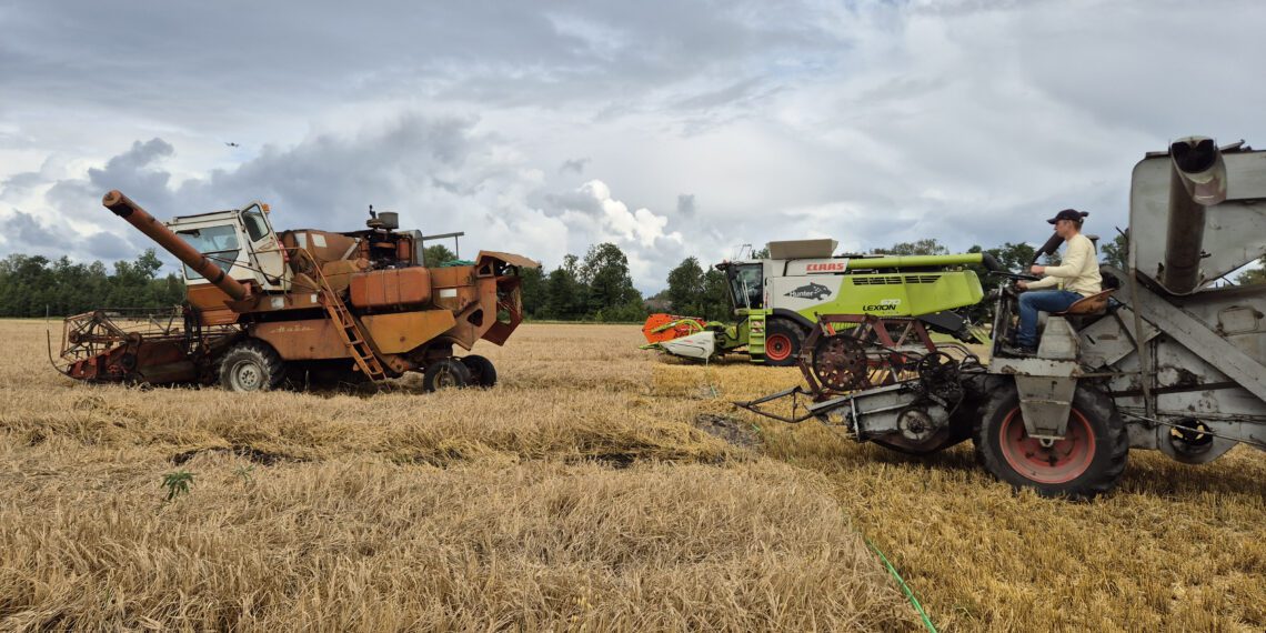 Emmastes toimunud põllupäeval tekitas elevust hetk, kui põllule sõitsid kaks vana kombaini, et panna end proovile tänapäevase viljalõikusmasina kõrval. Foto: Kaisa Vahtmäe