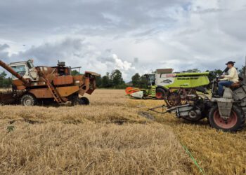 Emmastes toimunud põllupäeval tekitas elevust hetk, kui põllule sõitsid kaks vana kombaini, et panna end proovile tänapäevase viljalõikusmasina kõrval. Foto: Kaisa Vahtmäe
