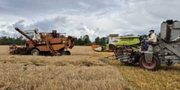 Emmastes toimunud põllupäeval tekitas elevust hetk, kui põllule sõitsid kaks vana kombaini, et panna end proovile tänapäevase viljalõikusmasina kõrval. Foto: Kaisa Vahtmäe