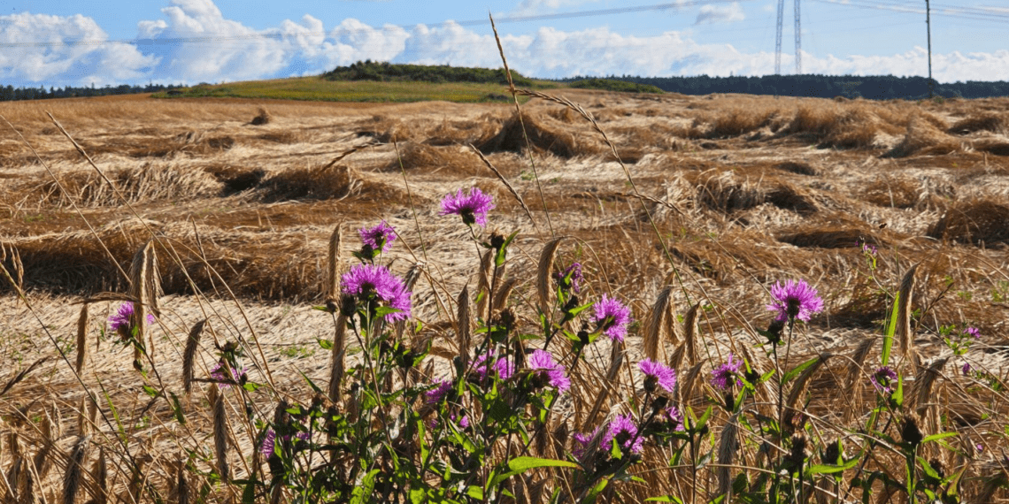 Lamandunud oder Lääne-Virumaal. Foto: Krista Kõiv