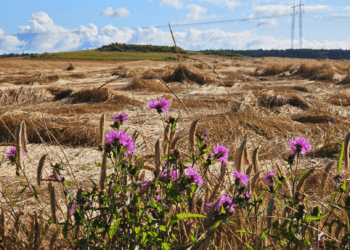Lamandunud oder Lääne-Virumaal. Foto: Krista Kõiv