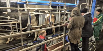 Järvamaa Kutsehariduskeskuse õppur 2025. aasta veebruaris kutsekomisjoni ees, näitamas oma oskusi veisekasvataja kutseeksamil. Foto: Kaisa Vahtmäe